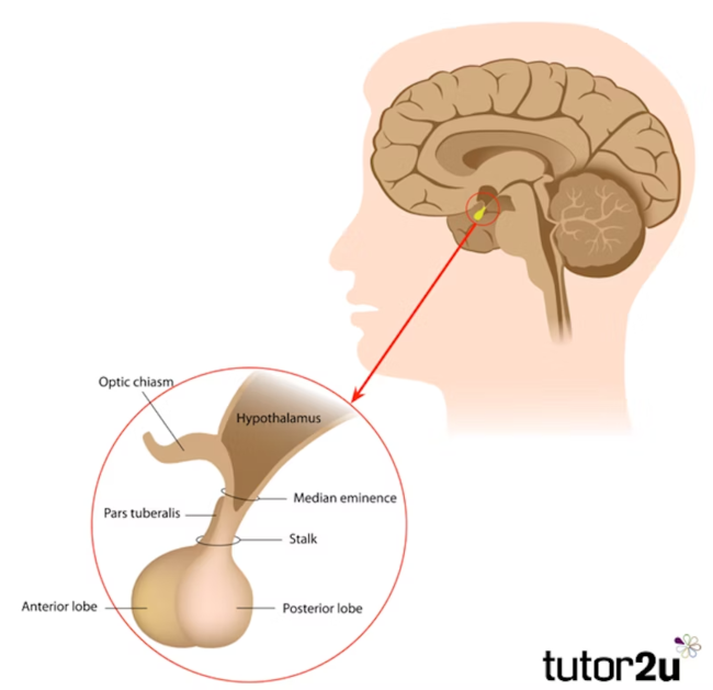 Biopsychology: The Endocrine System - Hormones | Reference Library |  Psychology | tutor2u